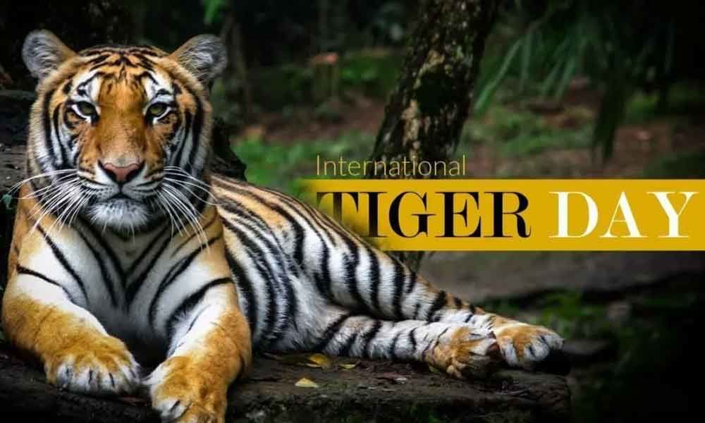 International sliding tiger day giveaway starting on international tiger day 29th of July 2022